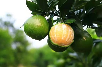 華逸府聯(lián)手德慶皇帝柑，為您帶來入冬的第一口甜~~